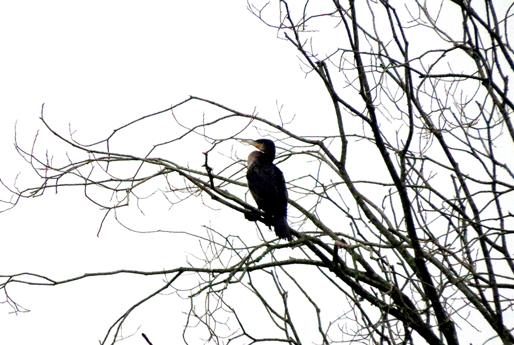 Roosting Cormorants