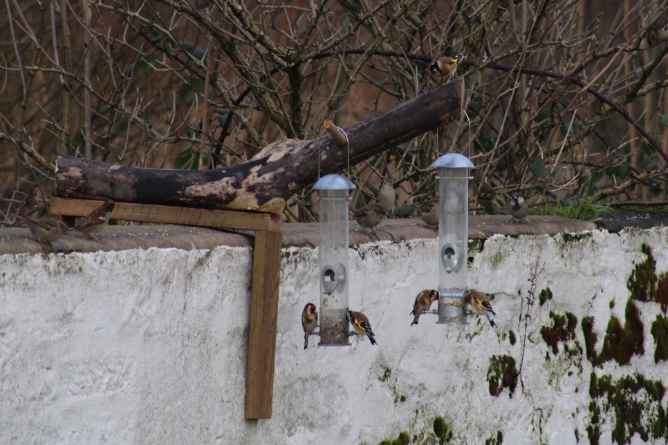 Badger-proof bird feeding