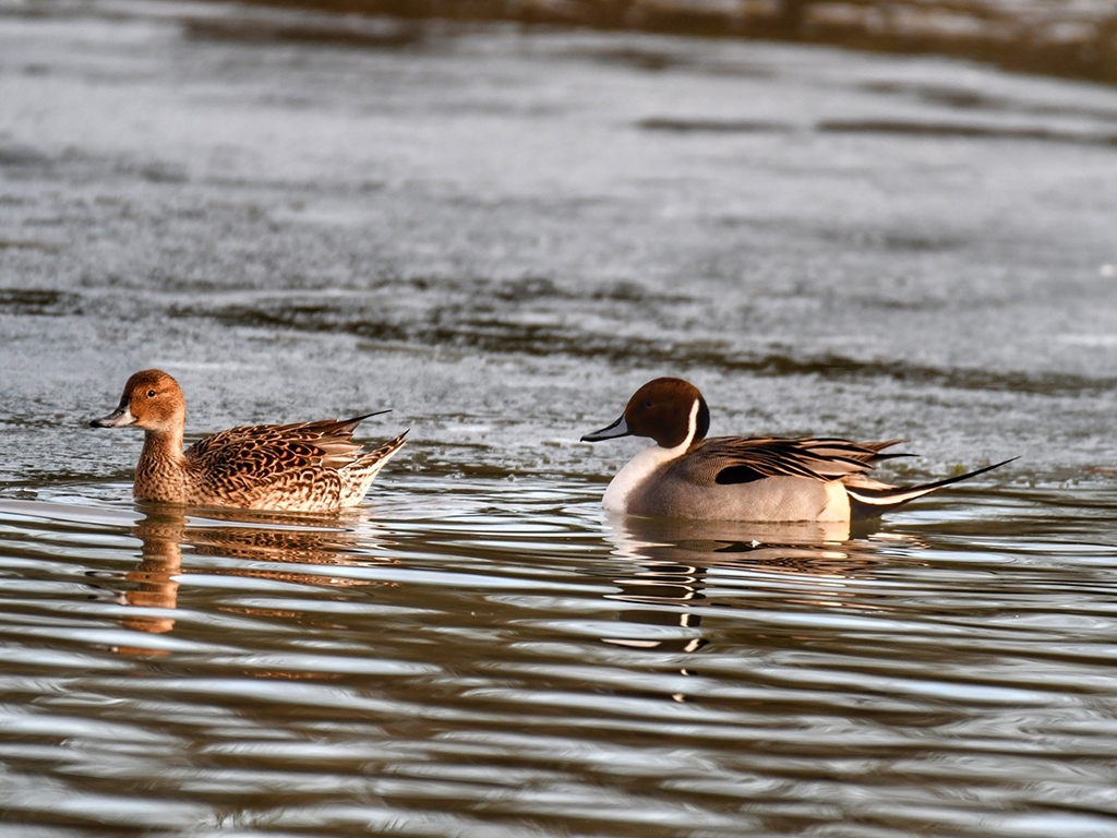 Pintails and Wigeon