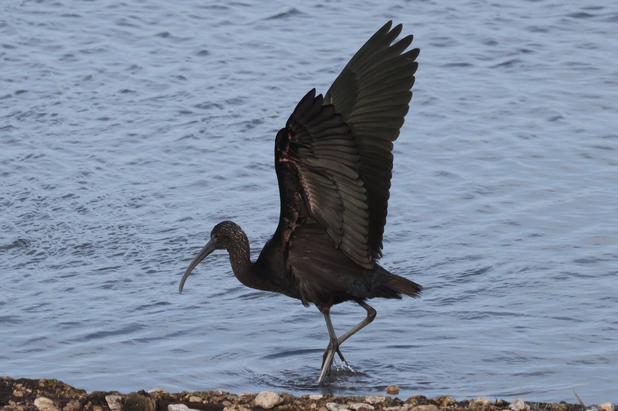 Glossy Ibis Dot.jpg