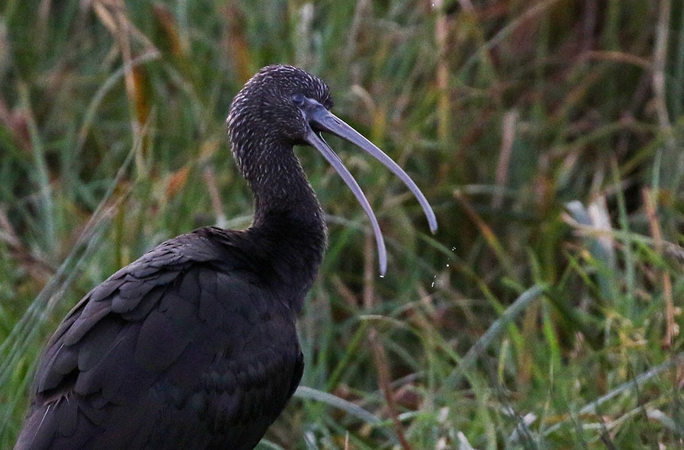 Wings and wonders: winter wildlife adventures at WWT reserves