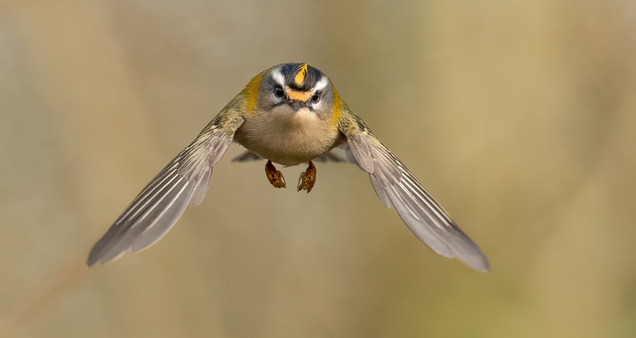 Firecrests,  pochard and wigeon