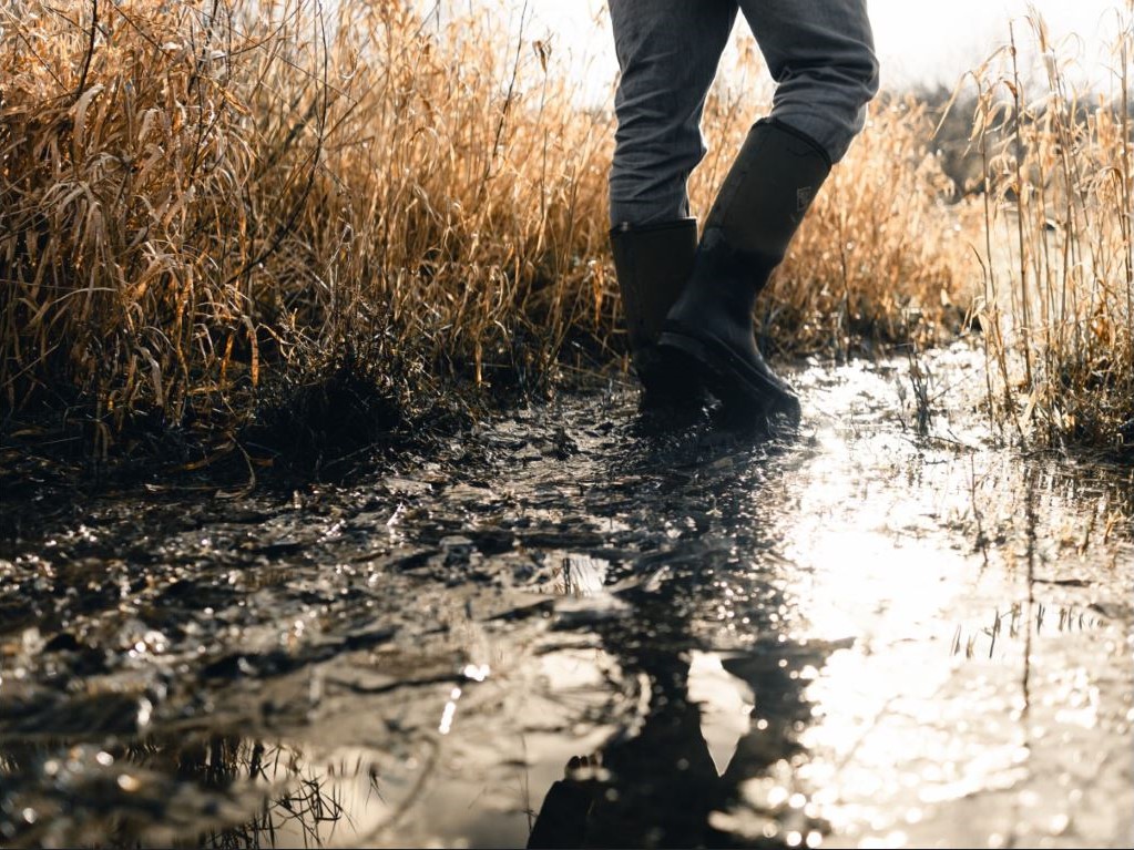 Get lost in your own wetland adventure at WWT Castle Espie this World Wetlands Day