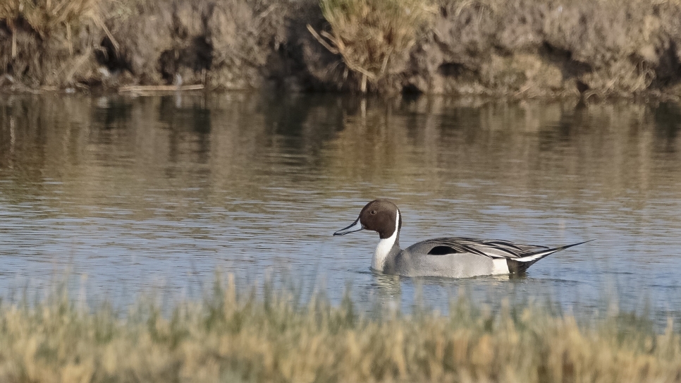 From woodland species to estuary specialists (Bird Race 2025)