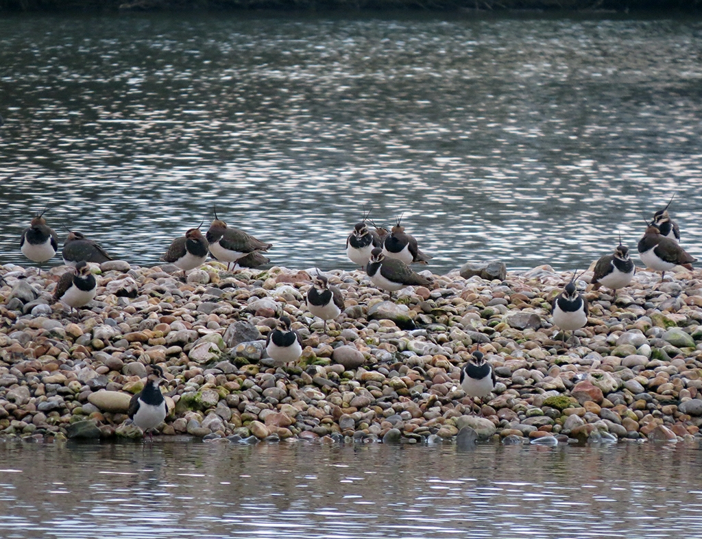 Strong lapwing numbers