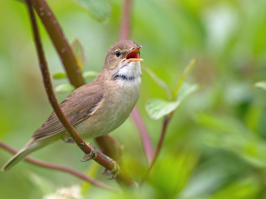 View: April Dawn Chorus Walk