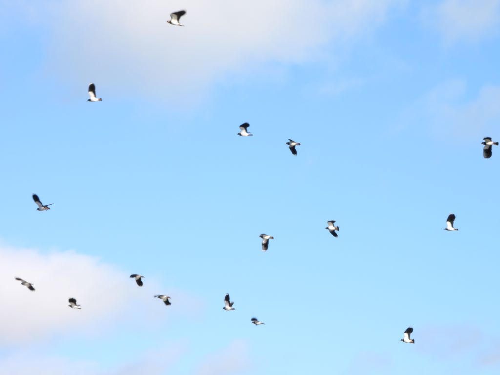 Lapwing n flight.JPG