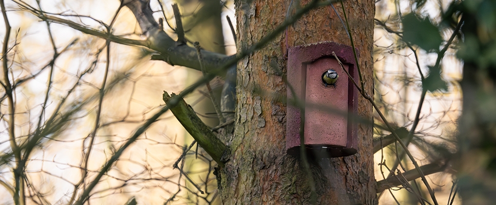 Nest box - Blue tit - Owen W - Feb 25 966x400.jpg