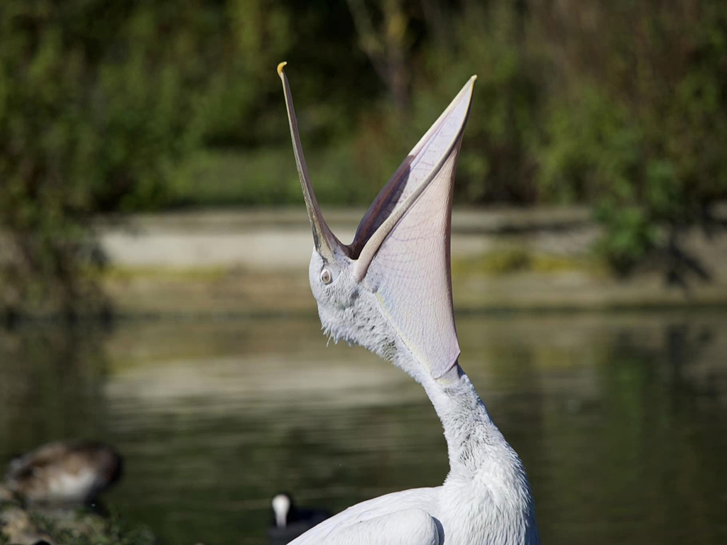 Pelican with open beak showing large bottom pouch