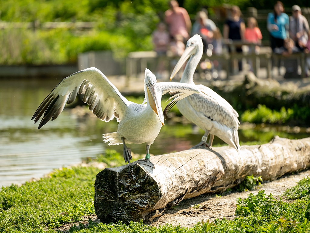 2 Pelicans outdoors perched on a log