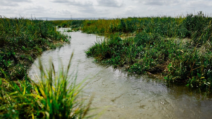 Water flowing through a saltmarsh stream at WWT Steart Marshes