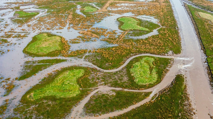 Varied saltmarsh vegetation on WWT Steart Marshes