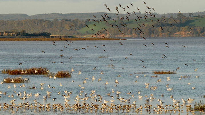 Flock of dunlin with black-headed gulls on the Severn Estuary at Slimbridge in the UK