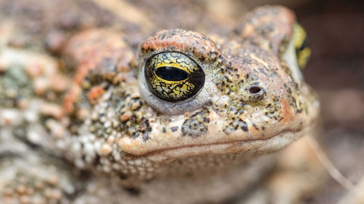 A natterjack toad, a species which relies on UK saltmarsh habitats to breed