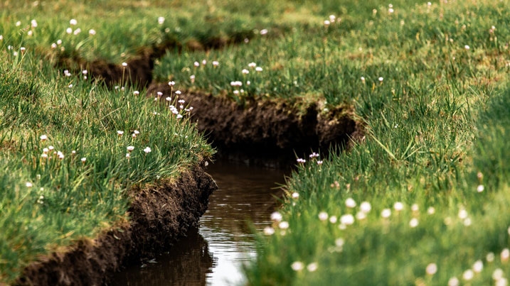 Tidal saltmarsh channel at Llanrhidian Marsh in the Gower, Wales