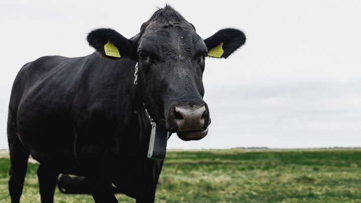 Cattle grazing on saltmarsh at Steart Marshes in Somerset, UK