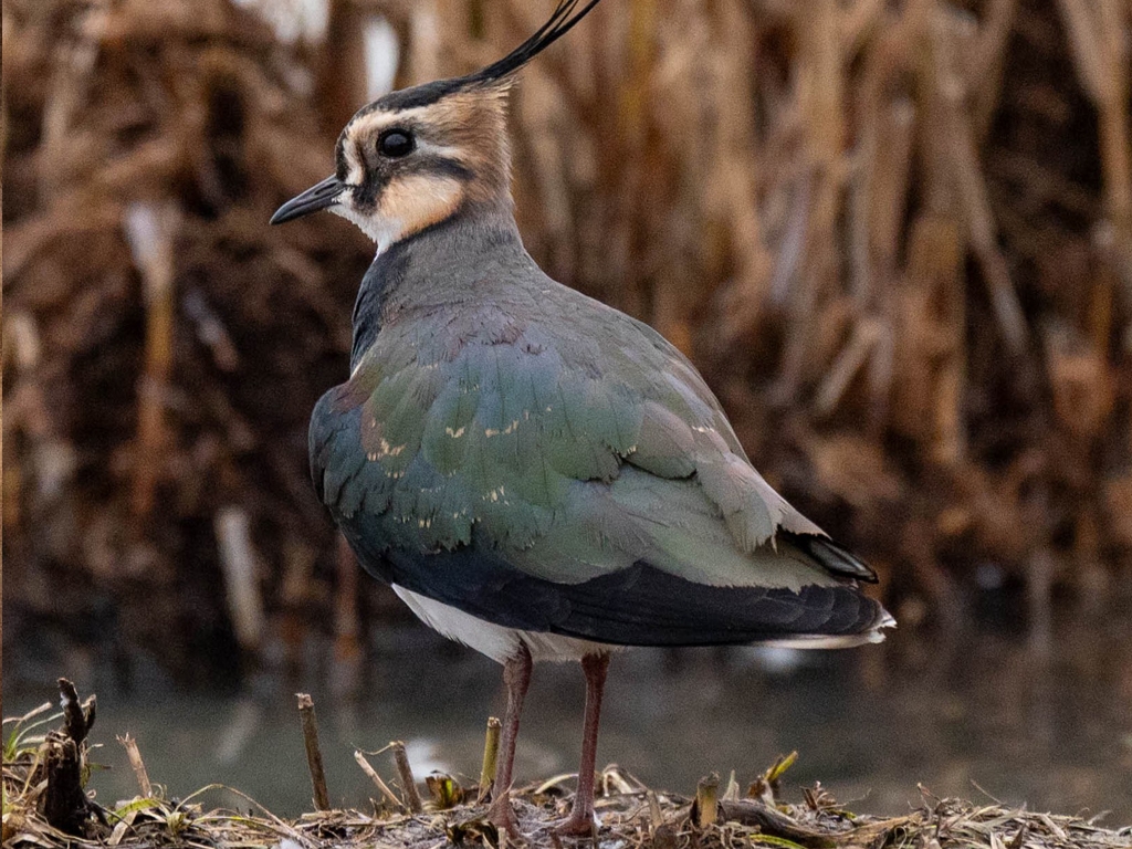 Good winter for lapwing