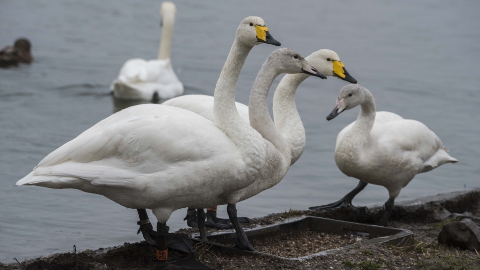 Whooper swan families