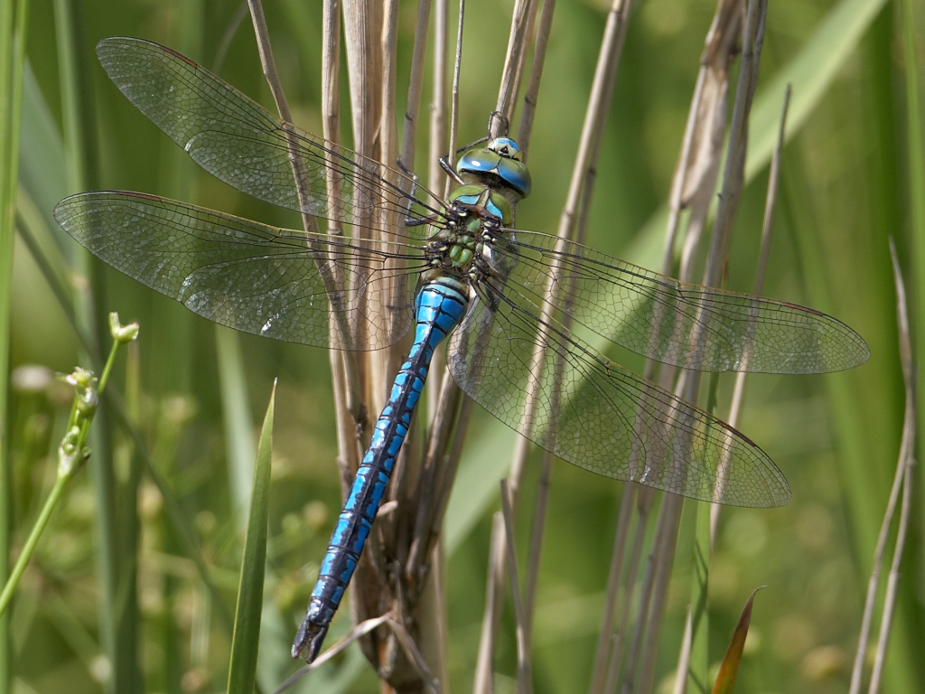 View: Insect Animation: Digital Art Workshop