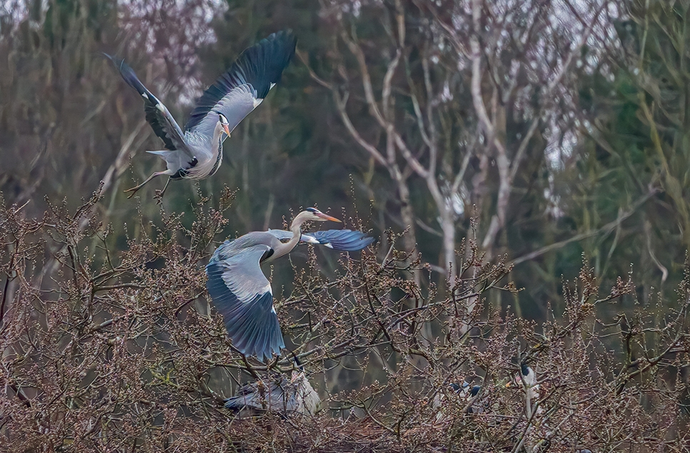 Grey heron - Ian H - Feb 2025 (6) 966x635.jpg