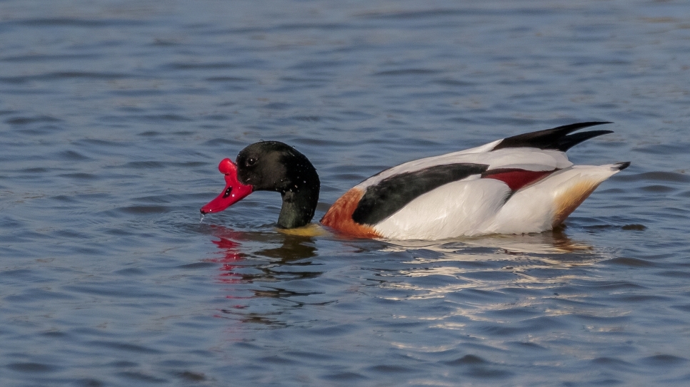 Otter, pochard and shelduck