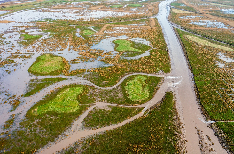 10 years of WWT Steart Marshes: how local communities are engaging with one of the UK’s largest new saltmarshes