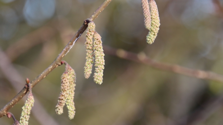 catkins.JPG