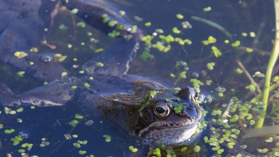 More than just birds: The Wilder, Wetter Caerlaverock Diaries no. 10