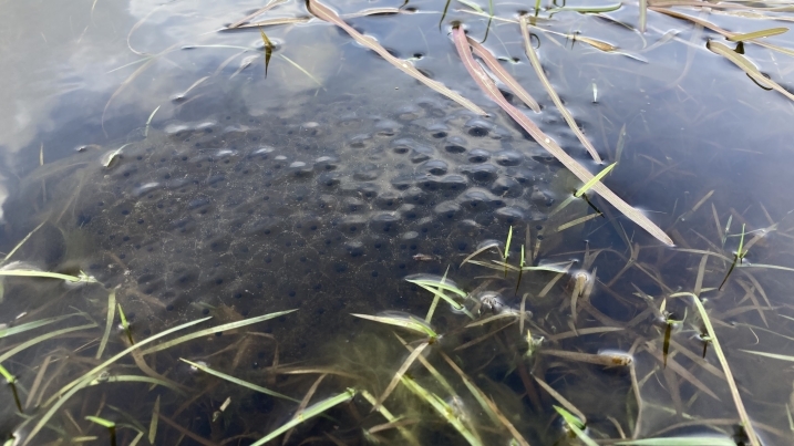 frogspawn 2.jpg