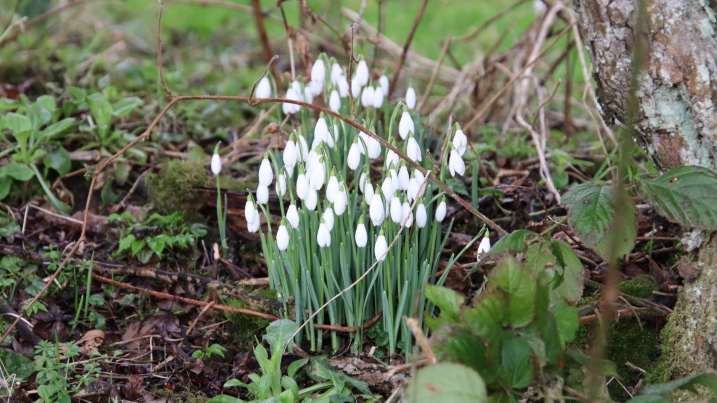 snowdrops.JPG