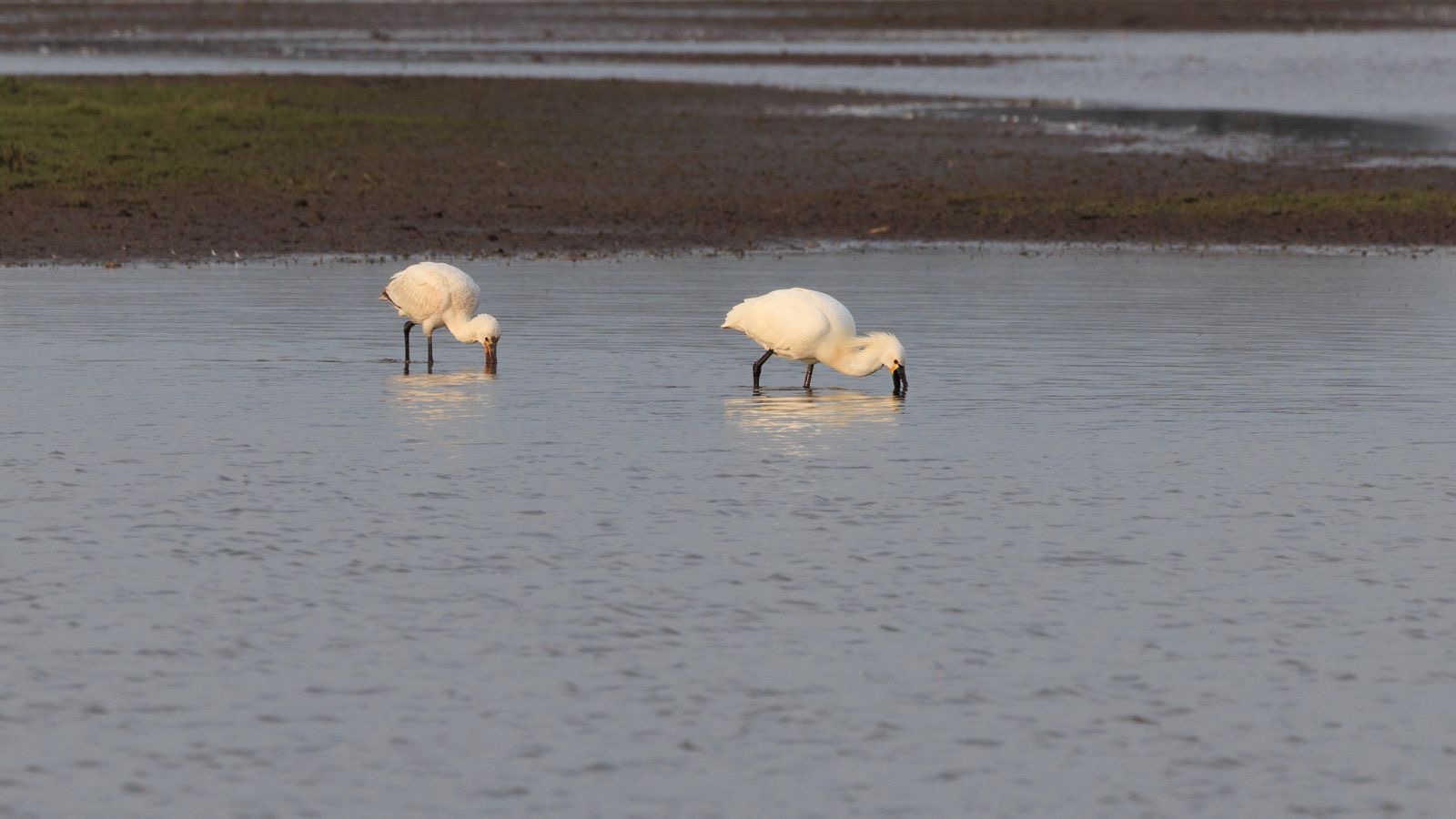 Spoonbill juvenile and adult.JPG