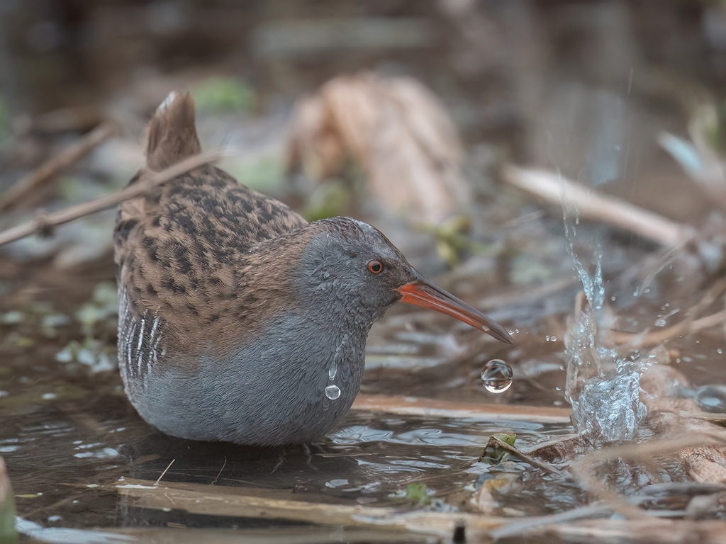 Water rails and an Oystercatcher