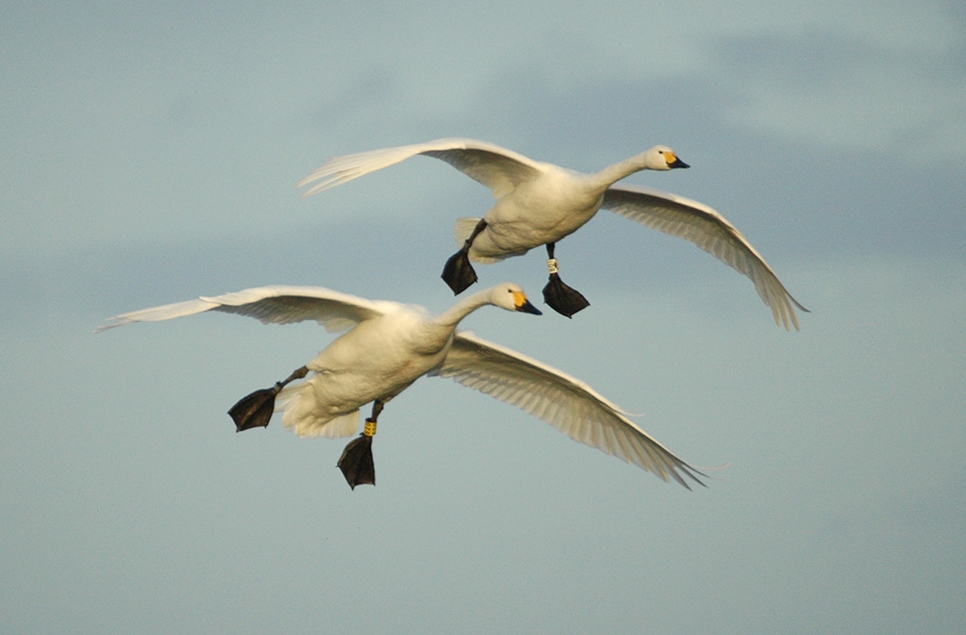 Experts express concern over dramatic loss of Bewick’s swans in Britain