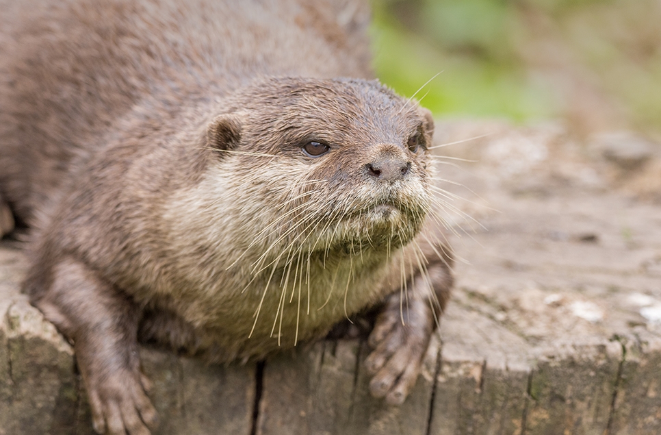 A celebration of Mimi the otter