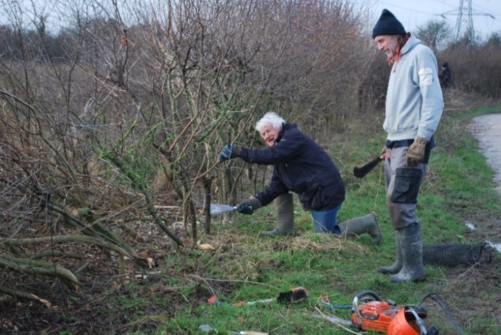 Hedge laying.jpg