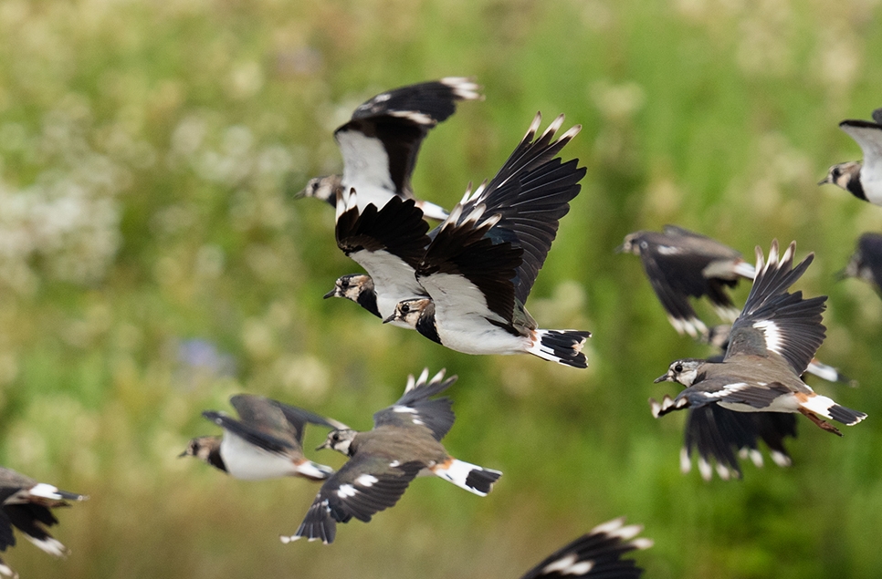 Lapwing in flight - Owen Wright - July 24 (1) 966x635.jpg