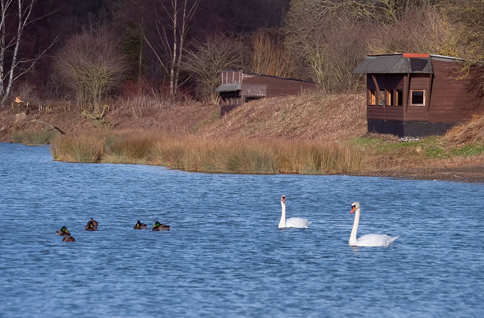 Mute swan taking off Wader Lake - Ian H - Feb 23 (3) hides 966x635.jpg