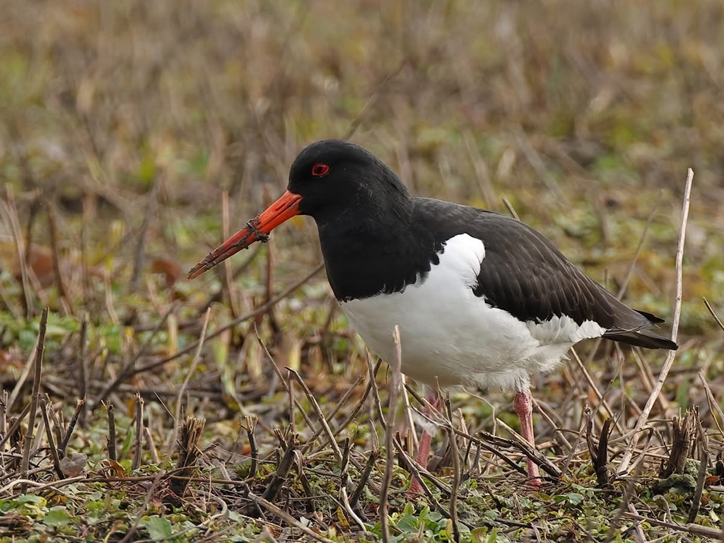 Gulls moving through and oystercatchers arrive