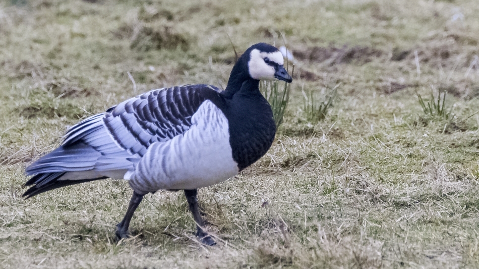 Naturalised barnacle geese