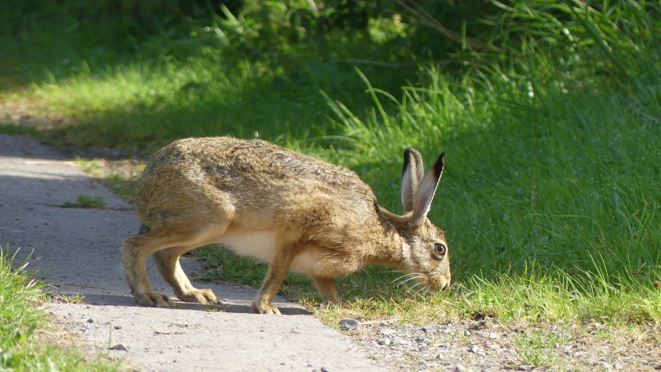 Species spotlight: brown hare