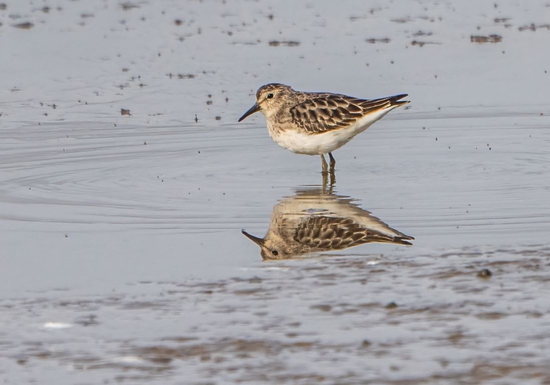 Least Sandpiper at Otterhampton Marshes