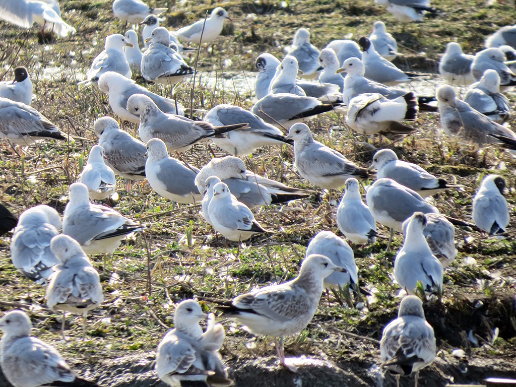 Thousands of Gulls on Sunday!