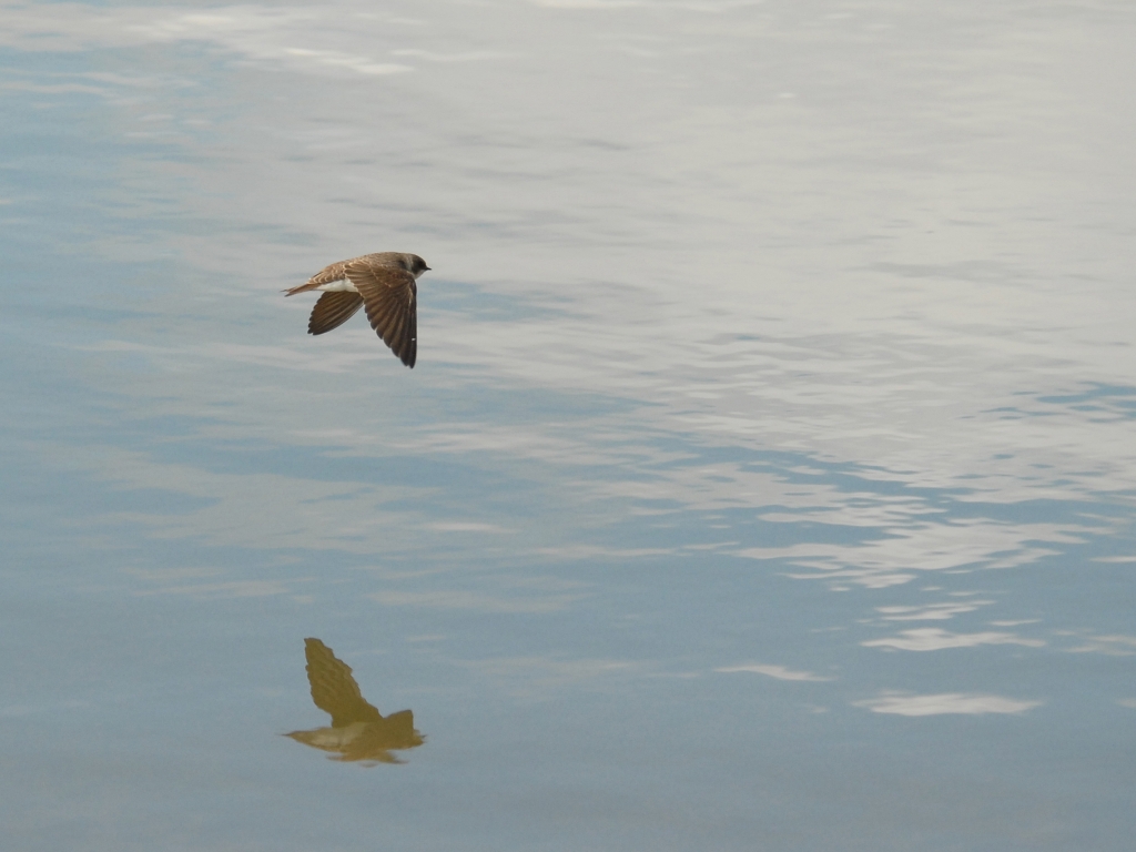 Sand Martin, Pheasant, Pochard, and a slithering Grass Snake