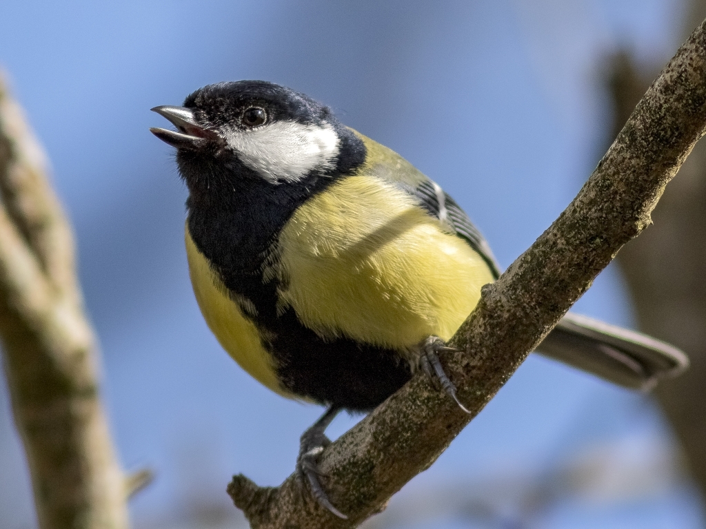 Whistles, chirps and chattering: a lesson in bird song