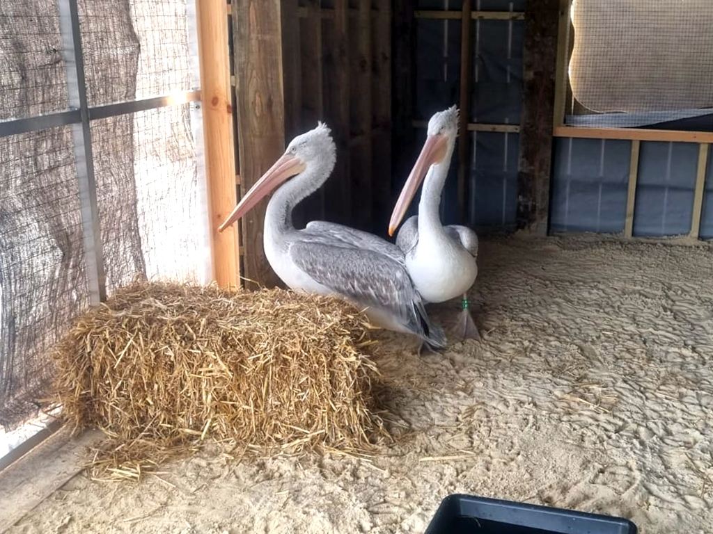 New Pelicans arrive!