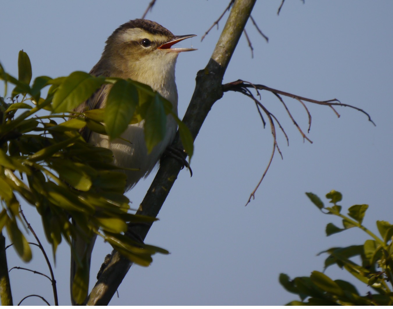 Sightings and news to week ending 1 June