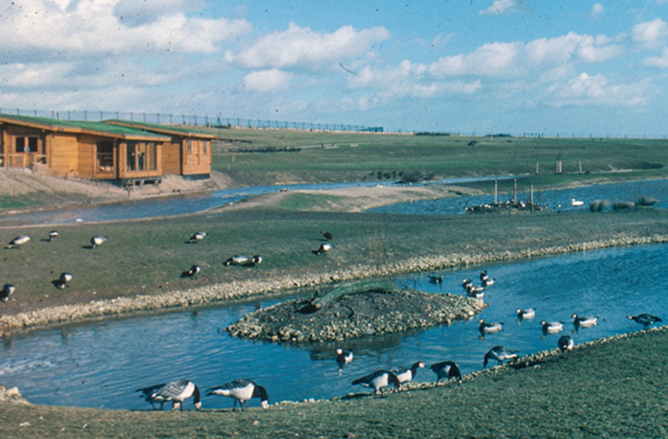 WWT Washington hits 50 year milestone and celebrates its history!