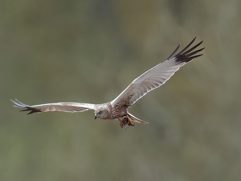 Birds of prey and great white egret