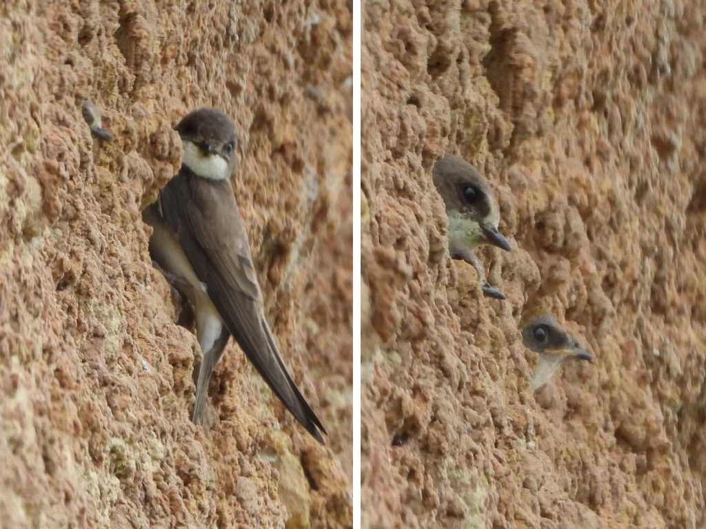 Cuckoo, Barn Owl and sand martin chicks