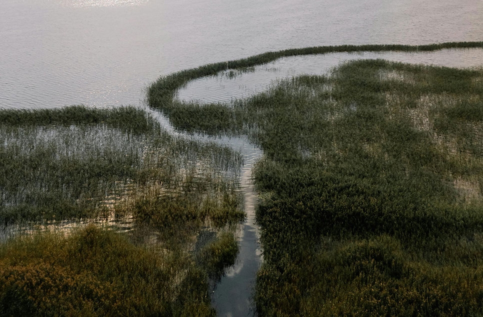 Bristol’s wetland secrets